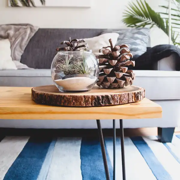 A live-edge wooden coffee table on black hairpin legs in a living room